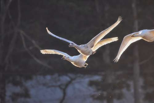 Animal Bird Wild Birds Swan Video High Chou