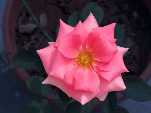 Flower Rose Pink Love Nature Petal