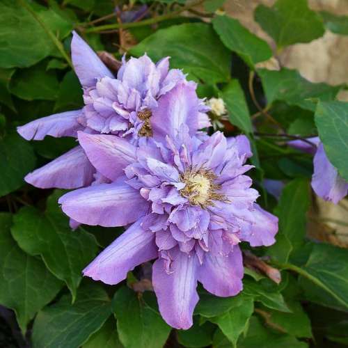 Flower Clematis Double Beautiful Purple Garden
