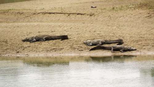 Crocodile Animal Alligator Reptile Predator Water