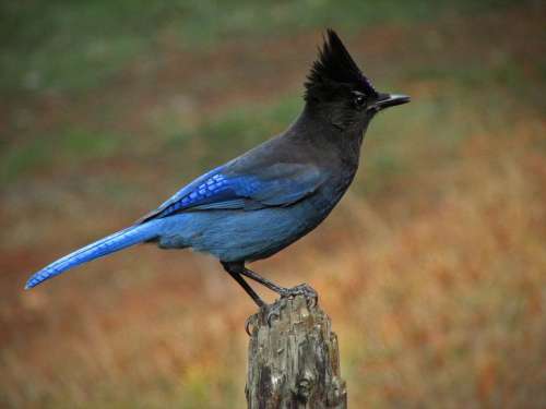 Steller'S Jay Jay Bird Wildlife Nature Blue Perch