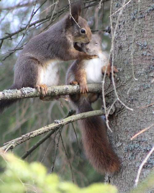 Squirrel Nature 2 Squirrels Cuddling Tree