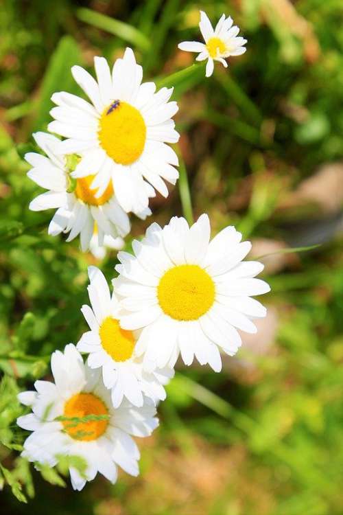Flower Spring Daisy Nature Plant Color Beautiful