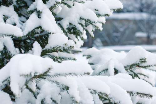Spruce Snow Snowfall Snowdrift Snowflake