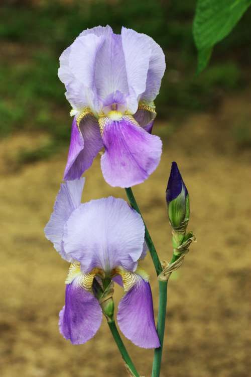 Two Purple Bearded Iris And Bud