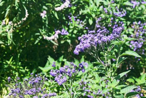 Beautiful Spray Of Blue Flowers