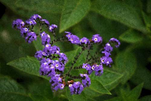 Artistic Effect On Purple Flowers