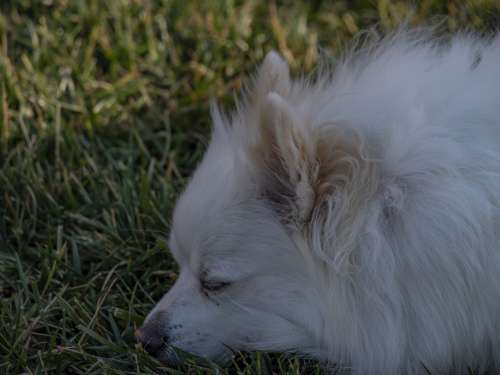 White Pomeranian Dog