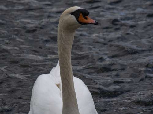 White Swan Headshot