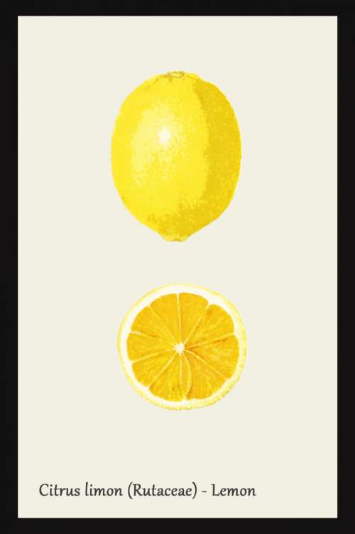 Lemon Botanical Watercolor Print