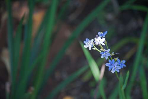 Sunlight On Small Blue Flowers