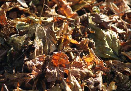 Sunlight On Crumpled Gold Leaves