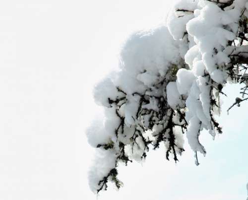 snow branch tree isolated pine