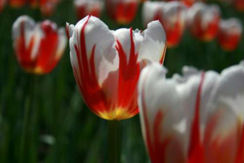 tulip flower macro petals nature