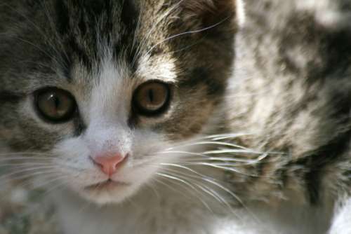 animal face close up cat feline