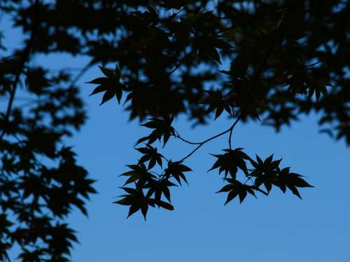 leaves tree branches silhouette sky
