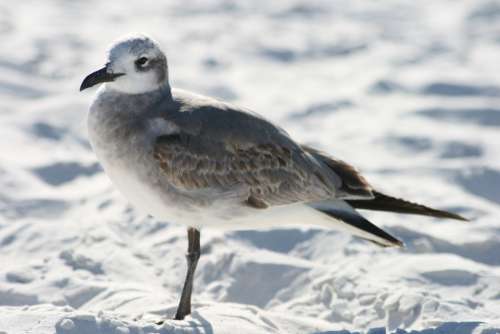 seagull bird shore water animal