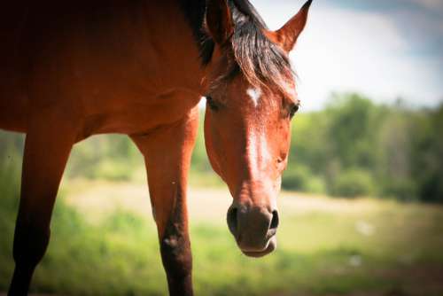 horse equine animal hair pasture