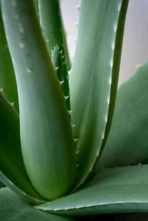 green plant macro aloe close up