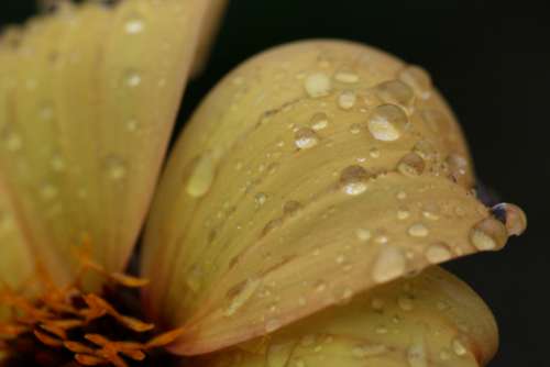 flower rain drops wet macro