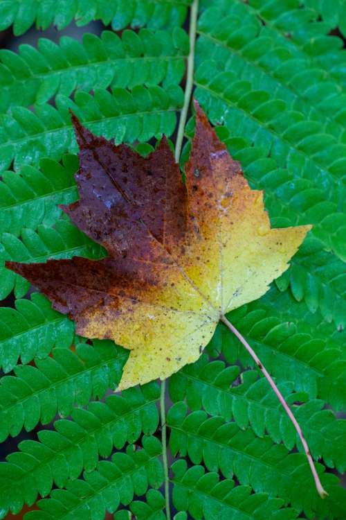 single leaf close up autumn fern