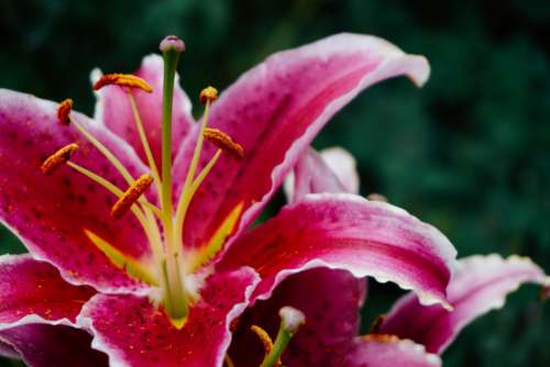 pink flower garden nature outdoors