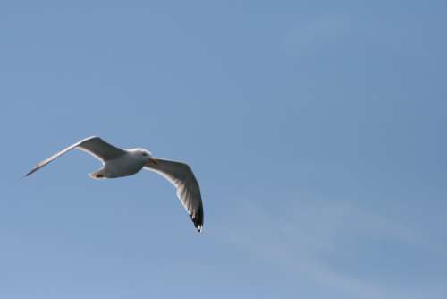 seagull flying nature seabird bird