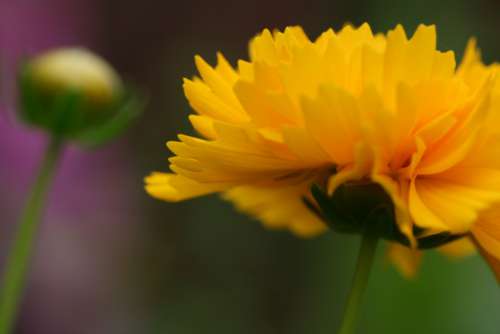 yellow flower close up garden fresh