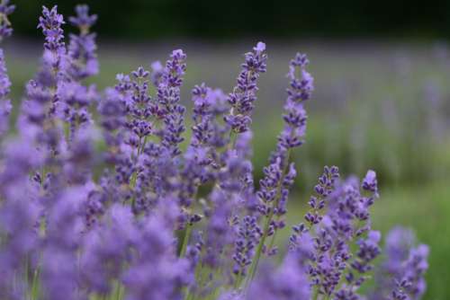 flower field lavender nature outdoors