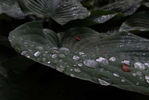 rain drops wet macro spring