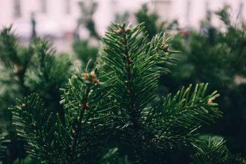 Pine Needles In Focus Photo