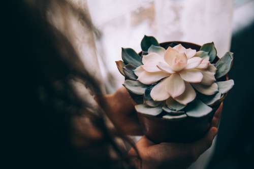 Woman Holds Potted Flower In Her Hands Photo