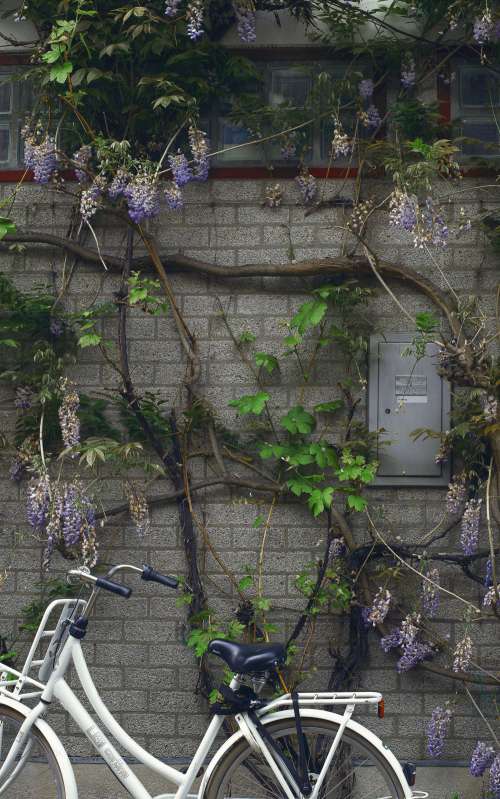 Bicycle And Vines Photo