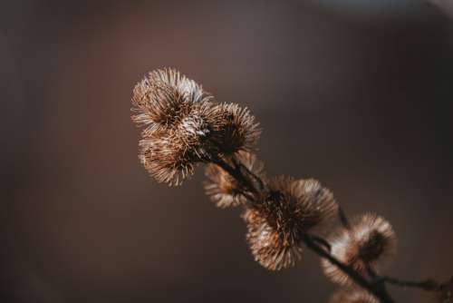 Spiky Brown Flowers Photo