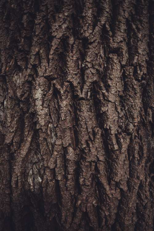 Gnarly Tree Bark Photo