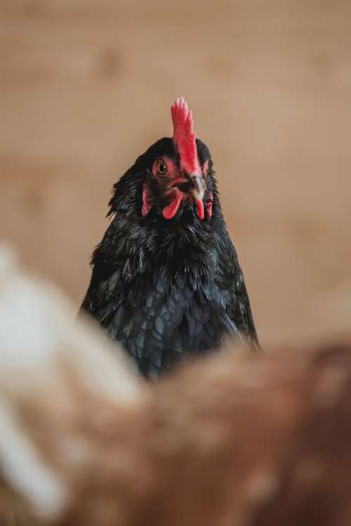 Black And Red Chicken Photo