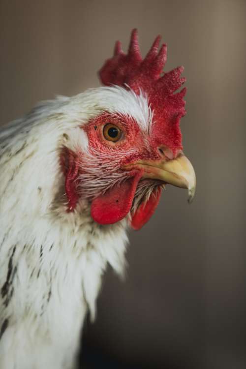 Model Chicken Photo