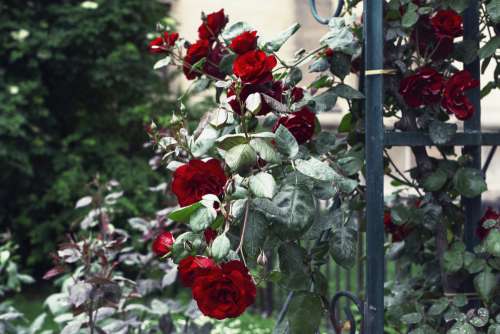 Red Roses Grow Photo