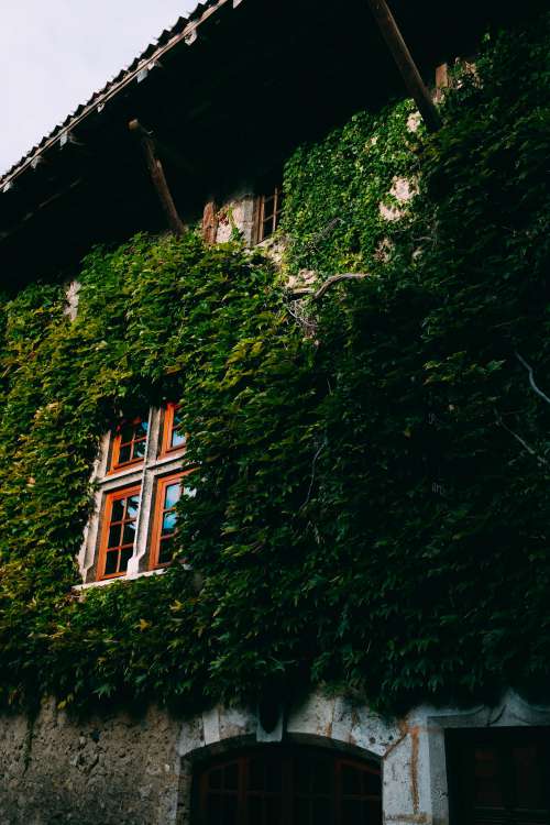 Ivy Covered Building Photo