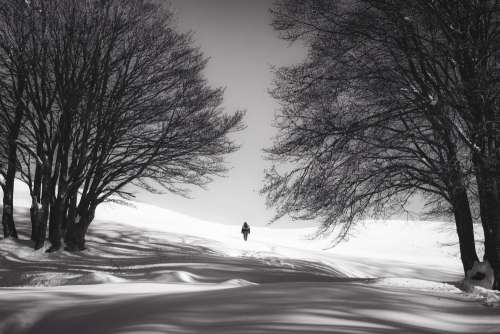 Lone Snow Walk Photo