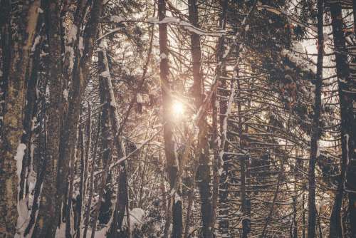 Sunlight In Winter Forest Photo