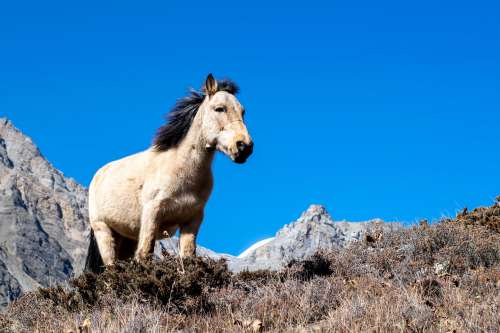 Wild Pony Photo
