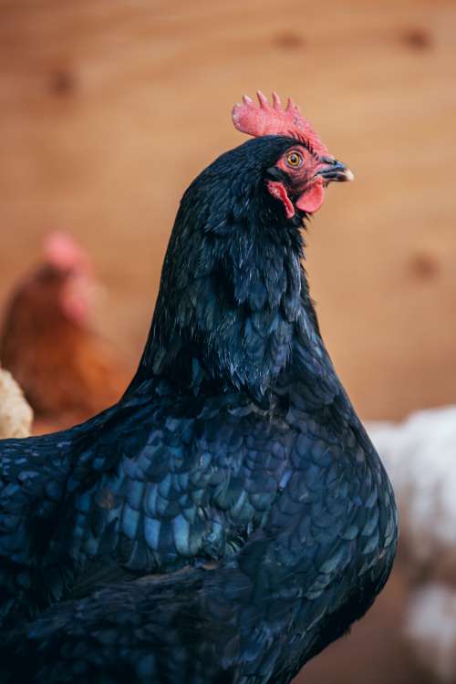Black Feathered Hen Deep In Thought Photo