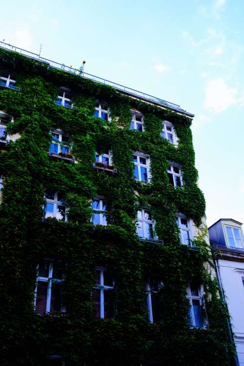 Ivy Covered Building In Summer Photo