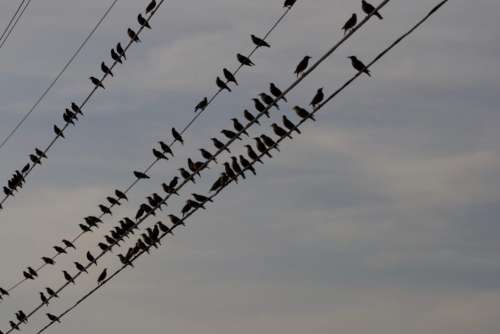 Birds Perched Wire Free Photo