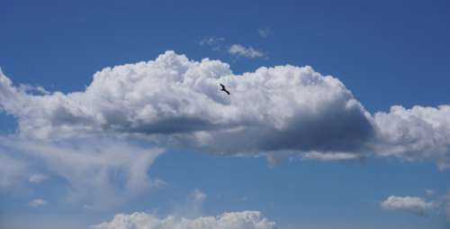 Clouds Bird Flying Free Photo