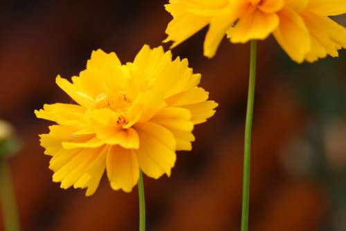 Yellow Garden Flower Free Photo