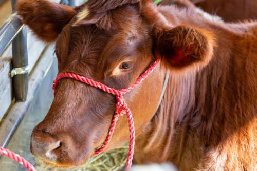 Cow Cattle Close up Free Photo