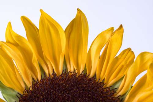 Sunflower Petals Macro Free Photo