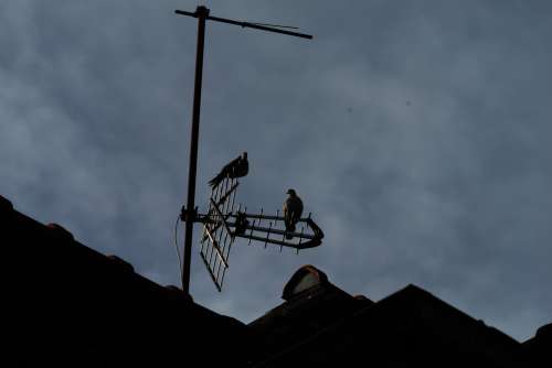 Doves And Tv Antenna